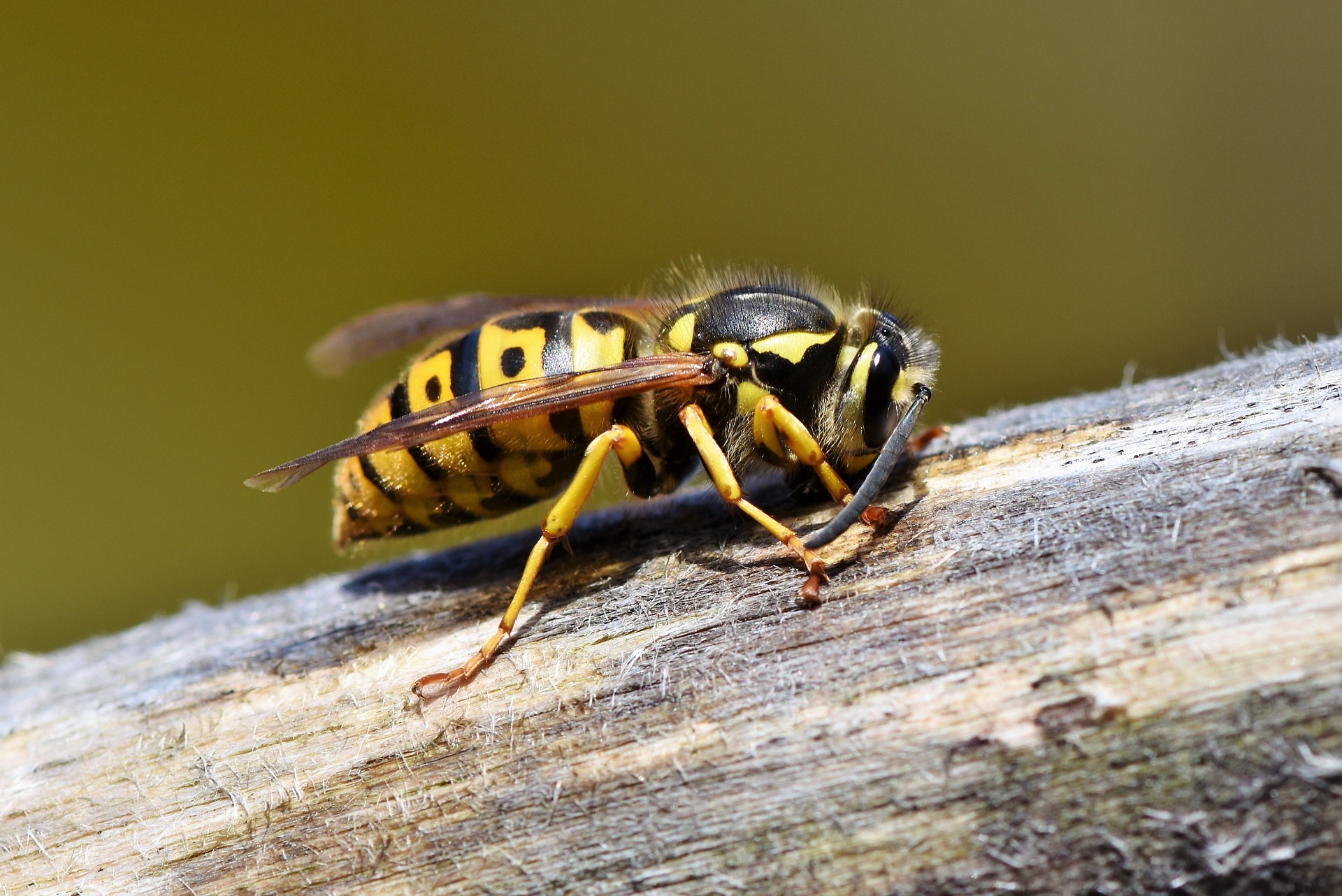 Landschaftbehörde: Keine „chemische Keule“ gegen Wespen