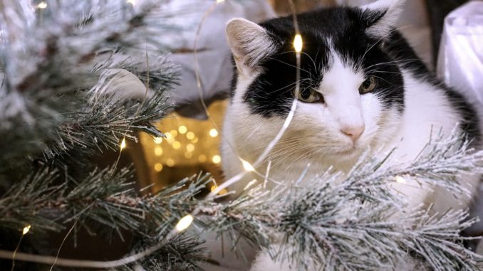 Tiere Weihnachtsbaum