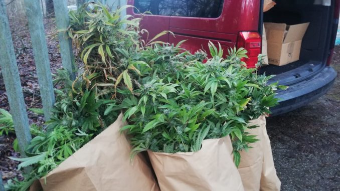 cannabis